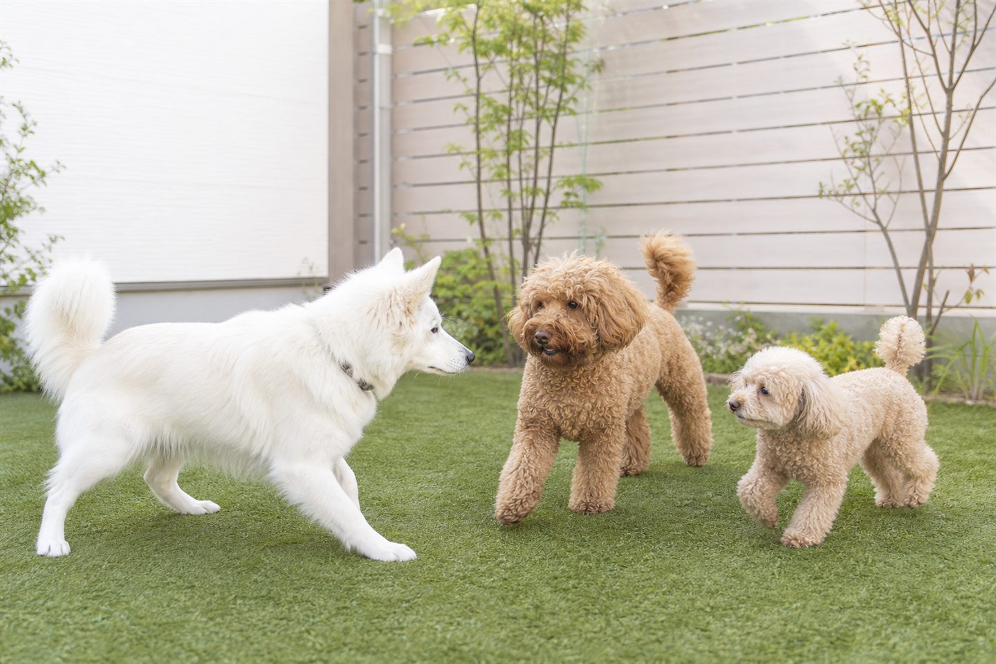 犬の幼稚園での交流のイメージ