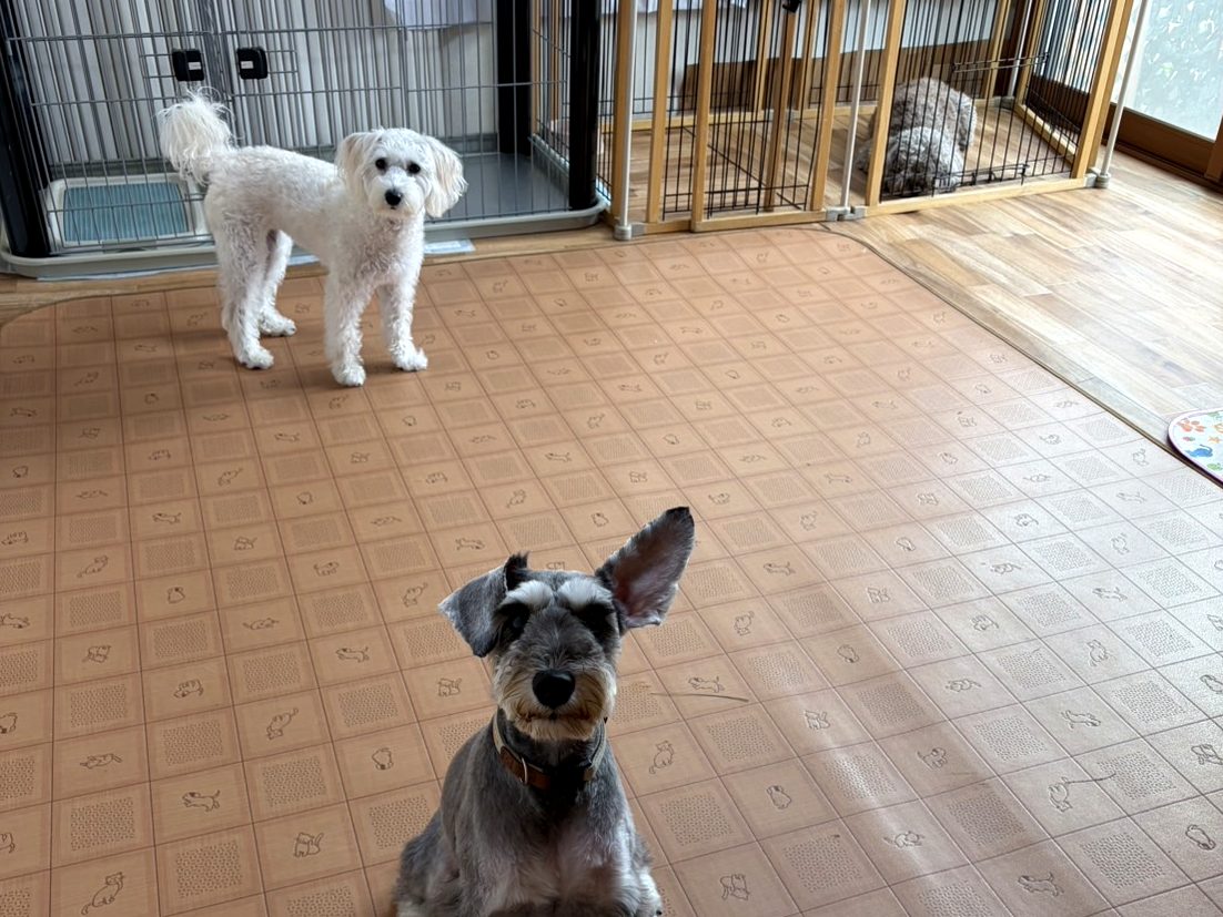 お預かり中のわんちゃんが室内で過ごす様子